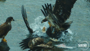 Juvenile bald eagle swoops in to steal food from adult bald eagle.